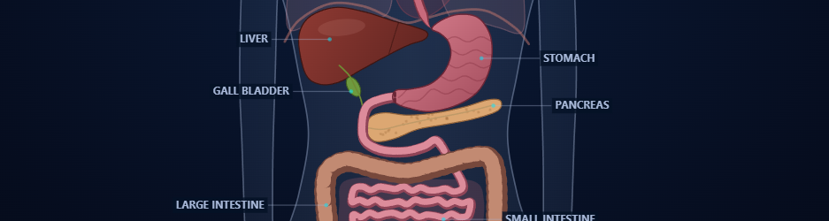 Preview image from the Human Body Explorer